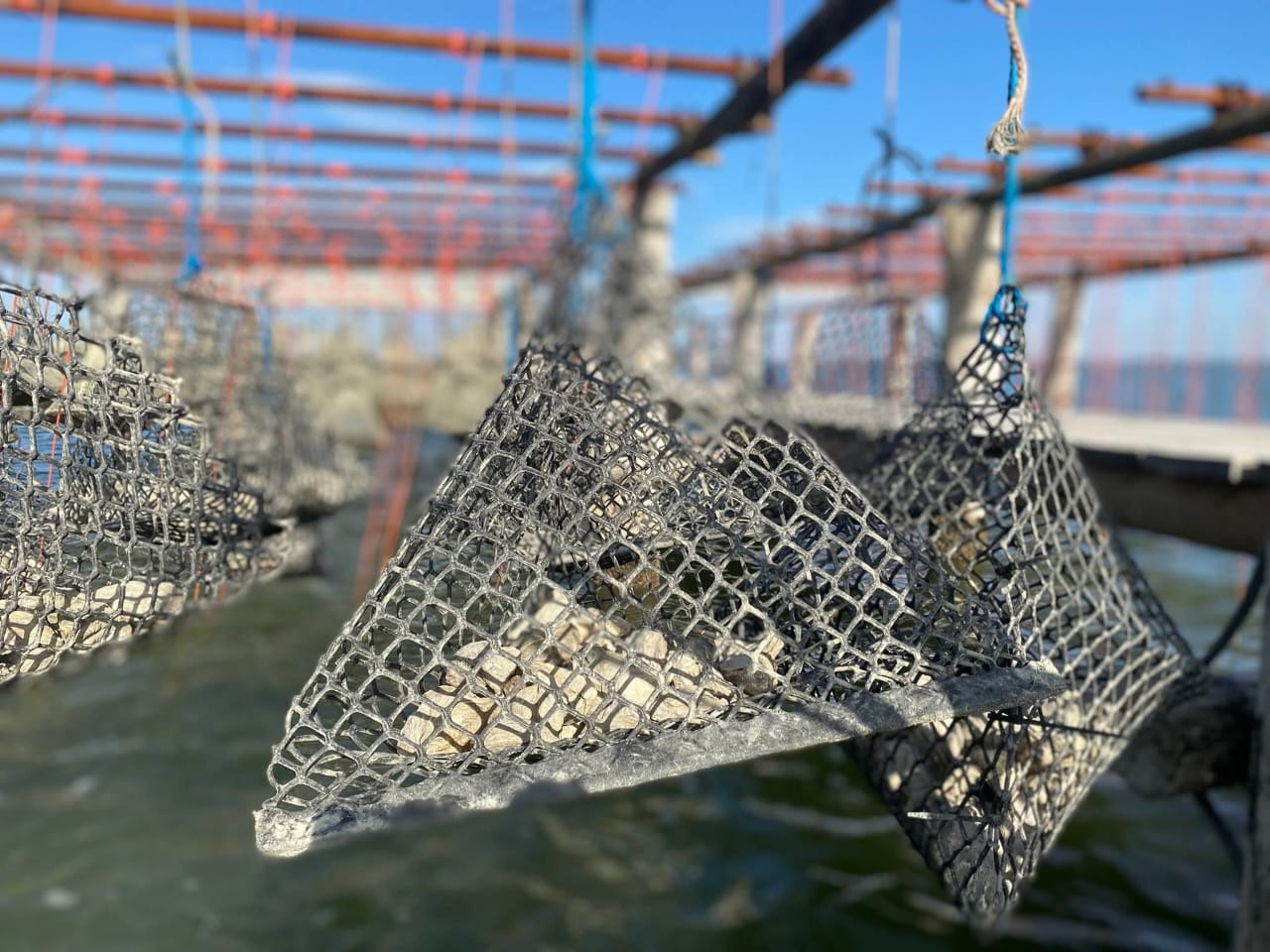 Développer une ostréiculture durable dans la Réserve de biosphère du Delta du Pô